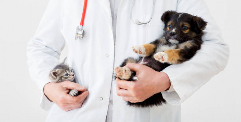 Internação para Gato Agendar Costa Azul - Internação para Cães e Gatos