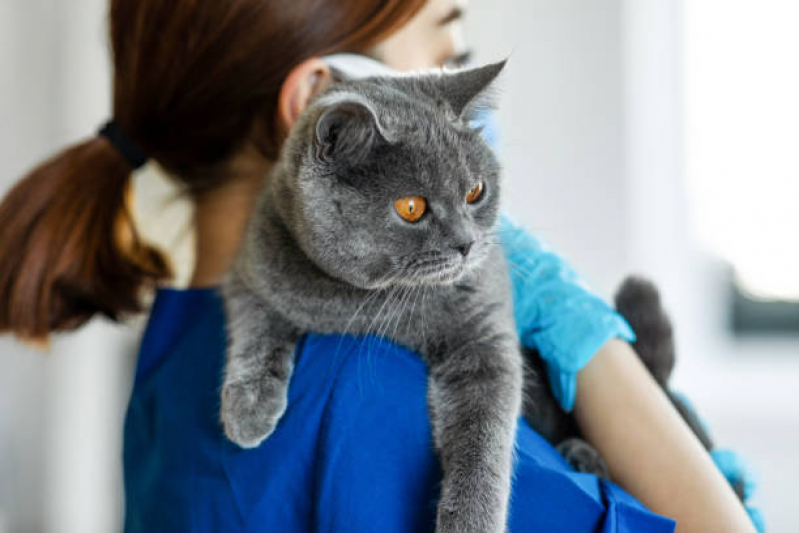 Internação para Gato São Gonçalo do Retiro - Internação para Animais Cabula