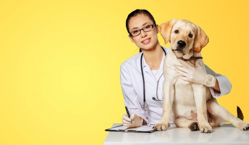 Internação para Pets Marcar Pero Vaz - Internação Veterinária 24h Barro Reis