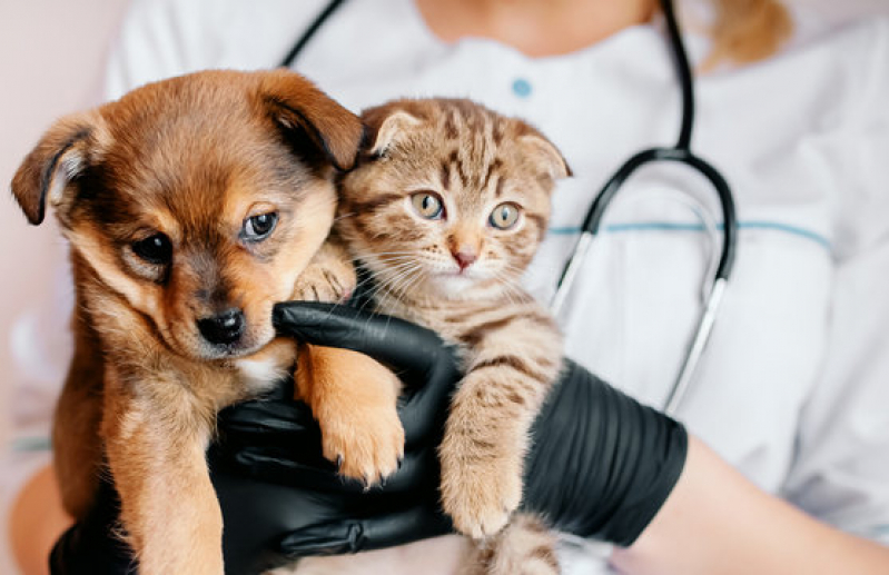 Internação Veterinária 24h Agendar Liberdade (Salvador) - Internação para Pets Pernambués