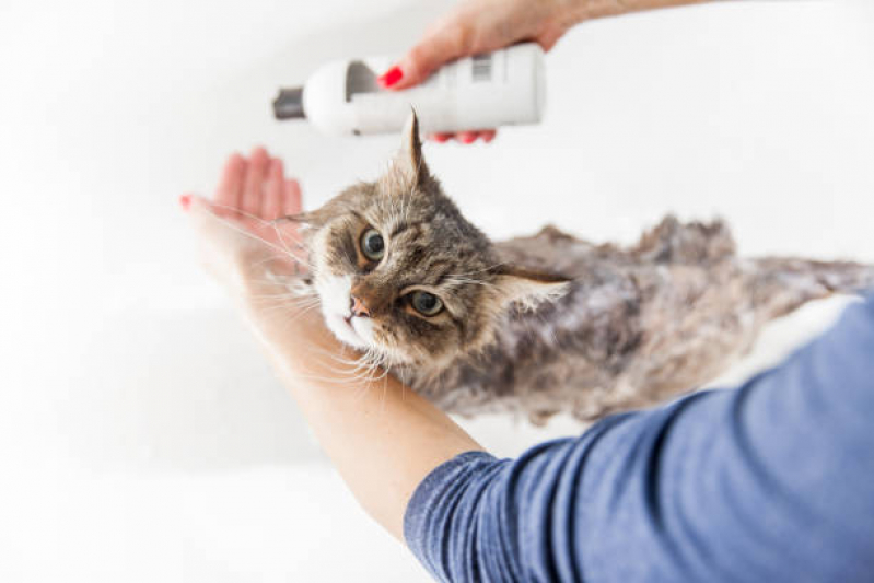 Onde Encontrar Banho e Tosa Cachorro Novo Horizonte - Banho e Tosa em Gatos