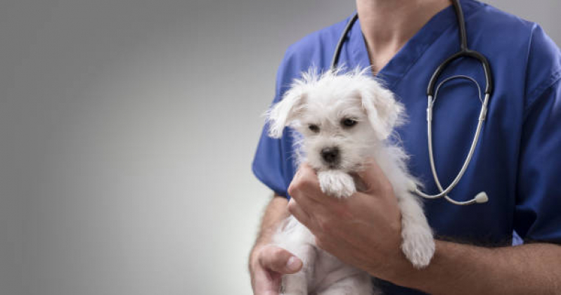 Onde Encontrar Exame de Cachorros Fazenda Grande do Retiro - Exame de Sangue Veterinário