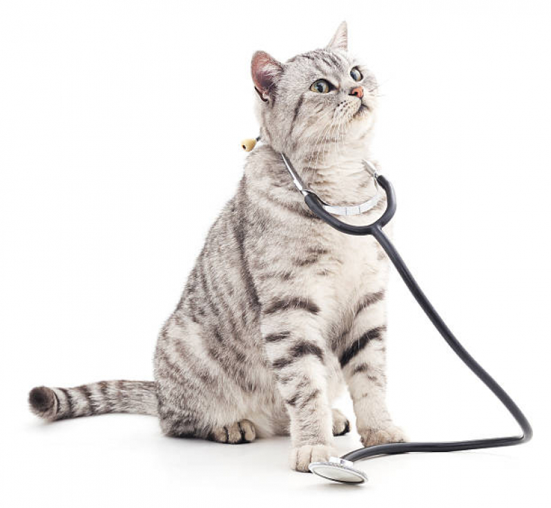 Onde Encontrar Exame para Gatos Pituba - Exame de Sangue Veterinário