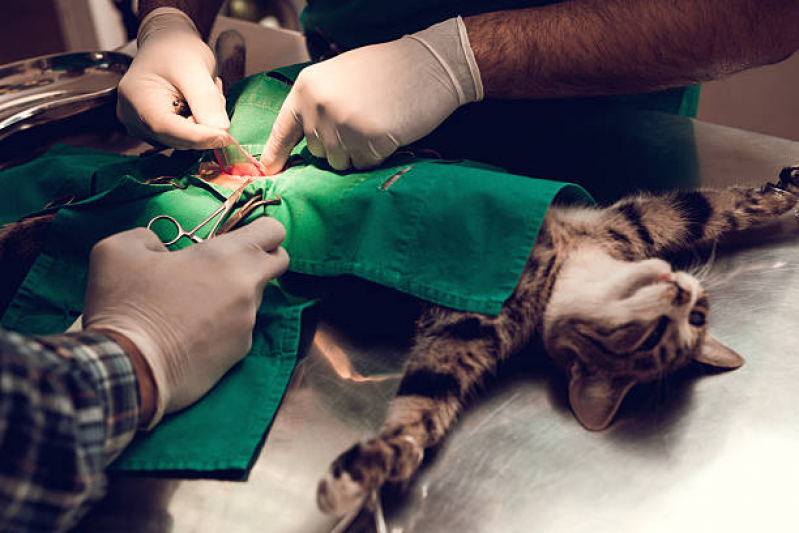 Onde Faz Cirurgia em Animais de Pequeno Porte Cabula VI - Cirurgia em Animais