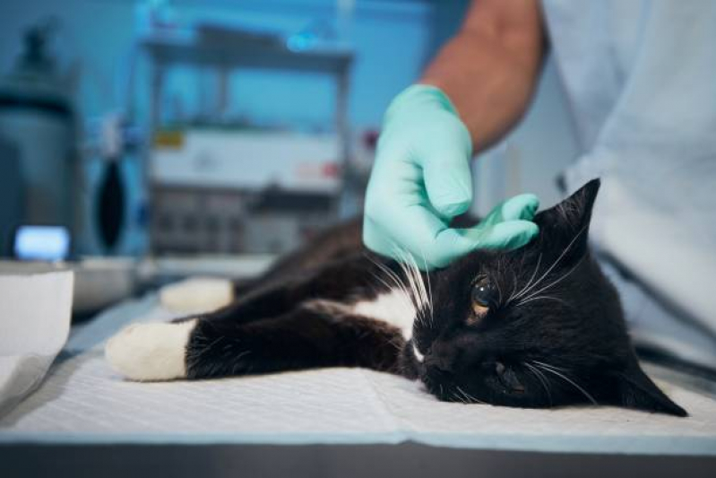 Onde Faz Cirurgia em Animais Ipitanga - Cirurgia para Gatos