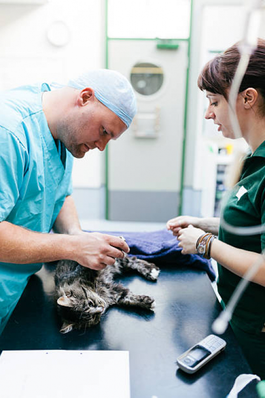 Onde Faz Cirurgia em Pequenos Animais Baixa de Quintas - Cirurgia de Cesárea para Gato
