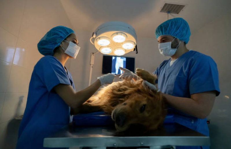 Onde Faz Cirurgia para Cachorros de Pequeno Porte Sussuarana - Cirurgia Ortopédica em Cachorro