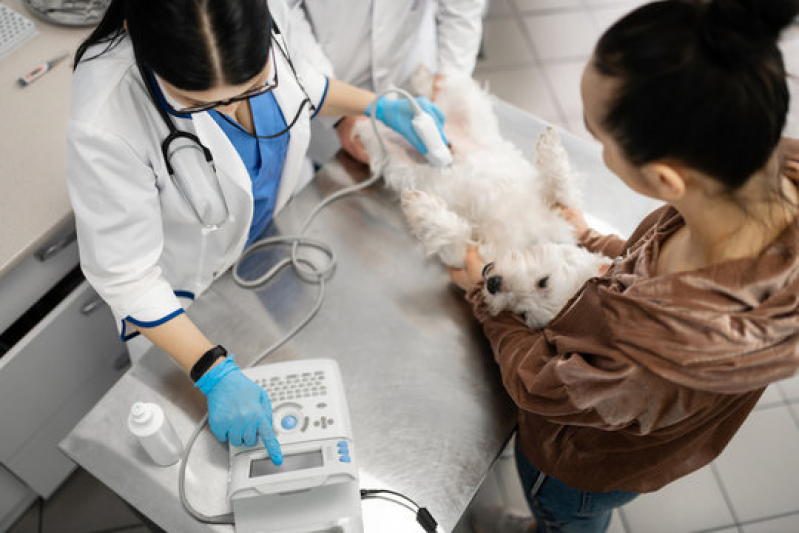 Onde Fazer Eletrocardiograma em Animais Boa Vista de São Caetano - Exames para Animal Barro Reis