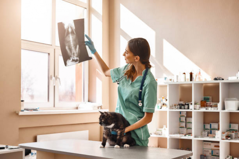 Onde Fazer Exame de Sangue em Animais Caji Caixa Dágua - Rx para Gatos com Laudo Pirajá