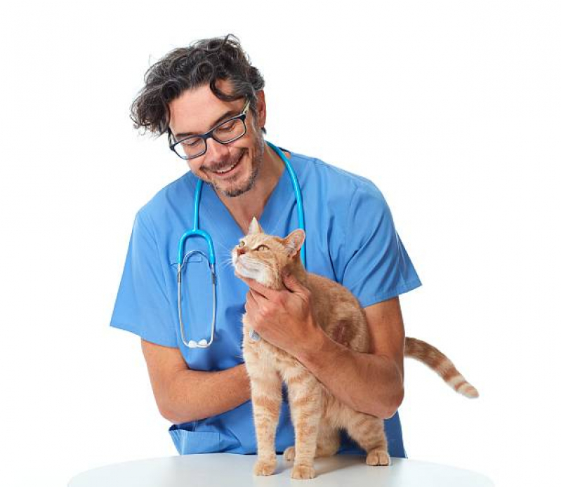 Onde Fazer Exame para Gatos Pau Miúdo - Exame Veterinário