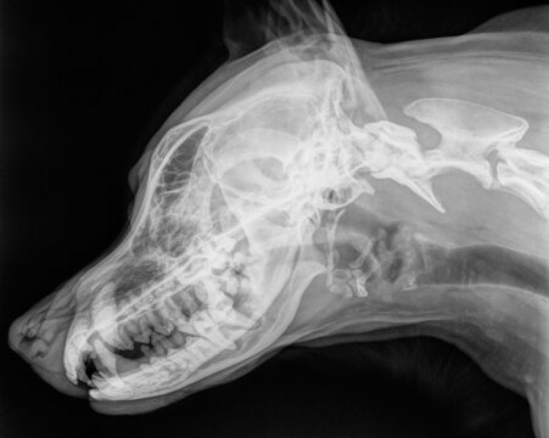 Onde Fazer Exames Laboratoriais para Animais Cabula VI - Rx para Gatos com Laudo Pirajá