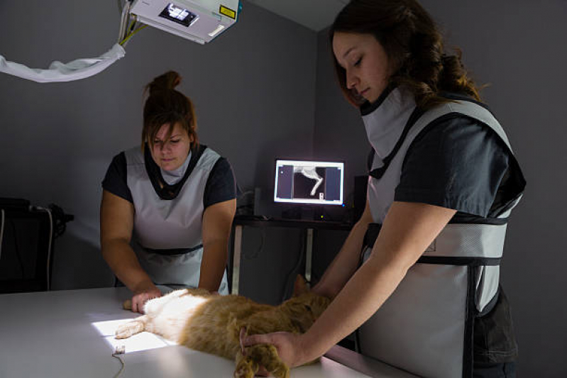 Onde Fazer Radiografia em Animais Baixa de Quintas - Radiografia de Animais Mata Escura