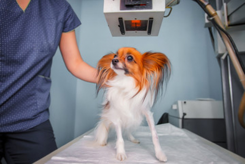 Onde Fazer Rx para Cães com Laudo Calçada - Exame de Sangue em Animais Jardim Brasília