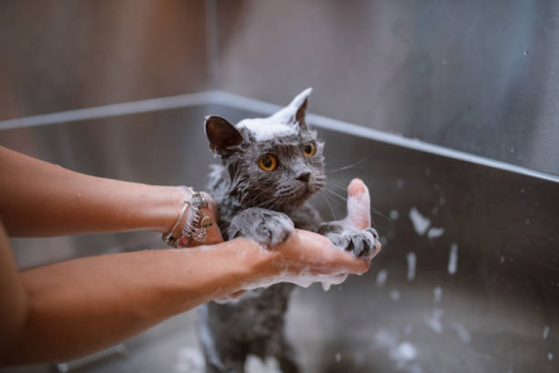 Onde Tem Banho e Tosa Perto de Mim Resgate - Banho e Tosa para Gatos