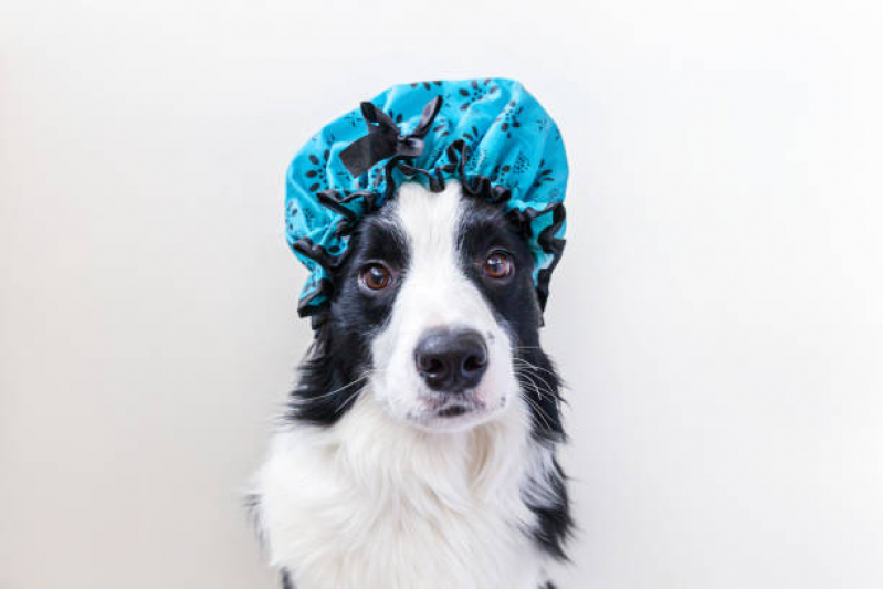 Pet Banho e Tosa Perto de Mim Contato Pernambués - Pet Shop para Cães Cajazeiras