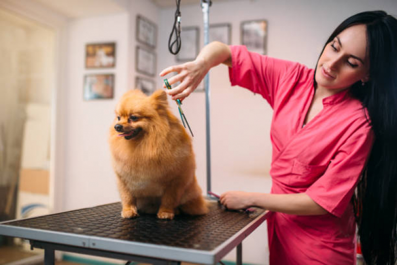 Pet Shop para Cães Caji Vida Nova - Pet Shop Perto de Mim Banho e Tosa Pernambués