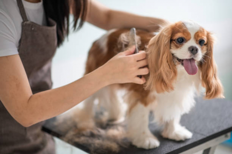 Pet Shop Perto de Mim Banho e Tosa Contato Caji Caixa Dágua - Pet Shop Próximo São Gonçalo