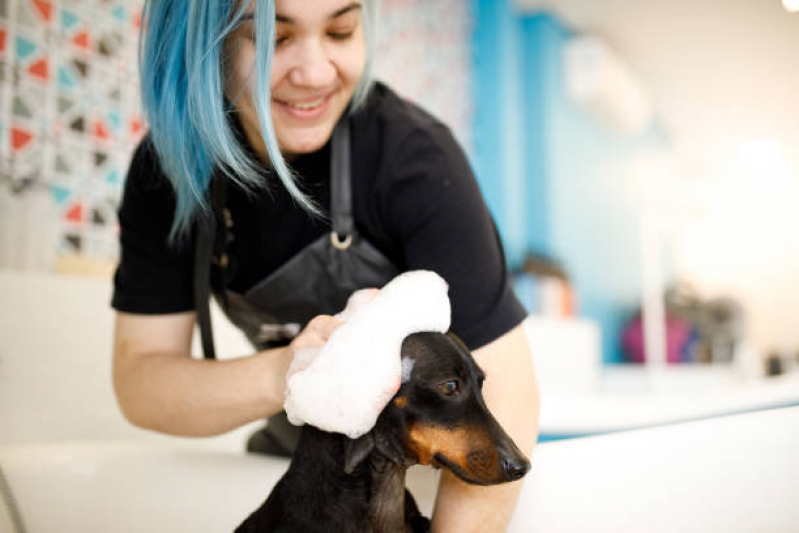 Pet Shop Tosa Pau Miúdo - Pet Shop com Medicamentos