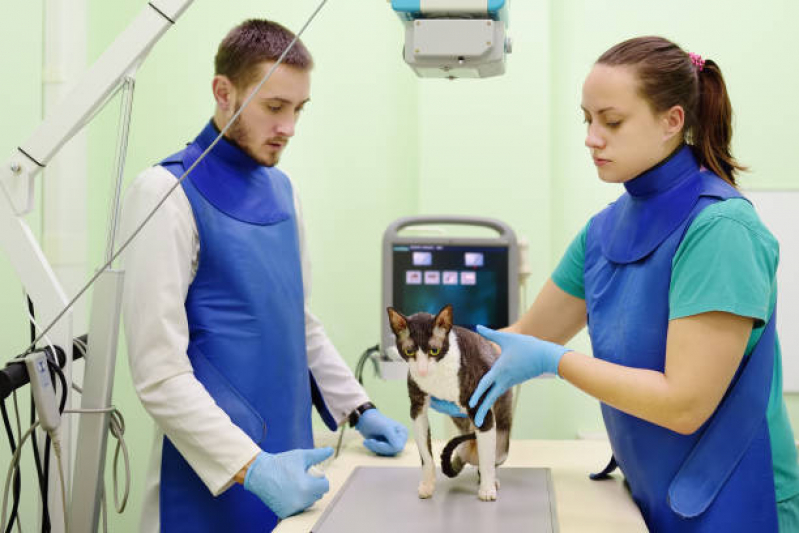 Radiografia em Animais Marcar Capelinha - Rx para Gatos com Laudo Pirajá