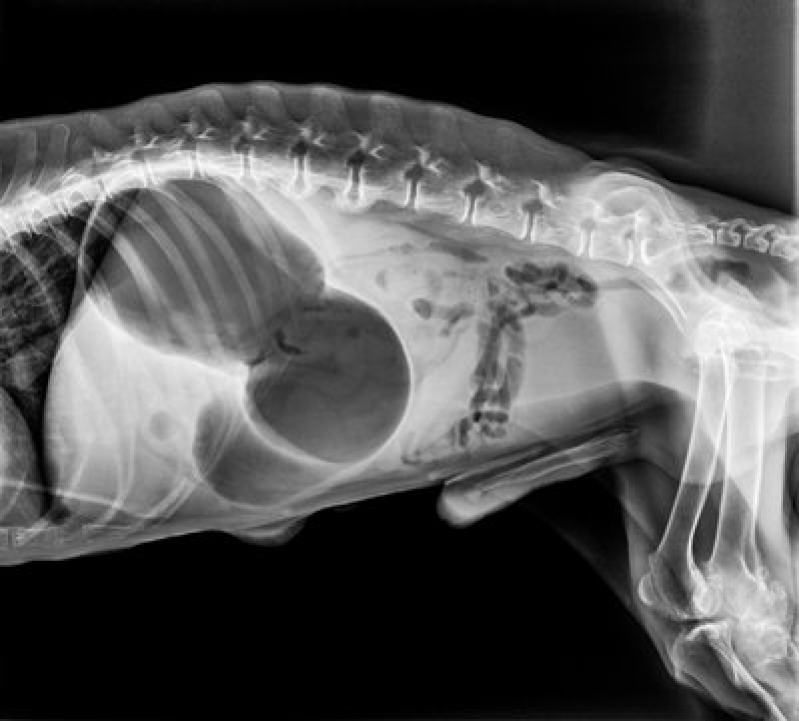 Raio X para Animais Dom Avelar - Radiografia de Animais Mata Escura
