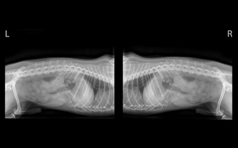 Rx para Cães com Laudo Marcar Caji Vida Nova - Radiografia de Animais Mata Escura