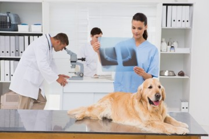 Rx para Cães com Laudo Pau da Lima - Exames para Animal Barro Reis