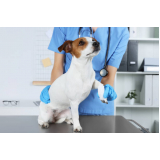 atendimento veterinário 24h contato Caji