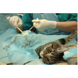 cirurgia em animais agendar Vila Atlântico