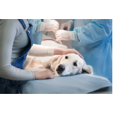 cirurgia em pequenos animais agendar Arraial do Retiro