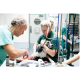 cirurgia em pequenos animais marcar Caji Caixa Dágua