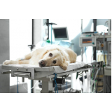 cirurgia ortopédica em cachorro Costa Azul