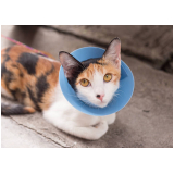 cirurgia ortopédica em gatos marcar Pero Vaz