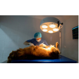 Cirurgia de Cesárea para Cachorro