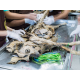 cirurgia para animais de médio porte Itaigara
