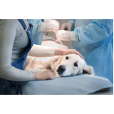 cirurgia veterinária para cães preço Vida Nova