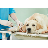 cirurgia veterinária para cães Pernambués