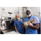 cirurgia veterinária preço Engomadeira