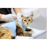 clínica com cirurgia de castração de gato Vila de Atlântico