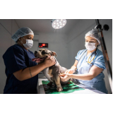 clínica com exame ecocardiograma para cachorro Vila Atlântico