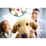 clínica com exame ecocardiograma veterinário Mata Escura