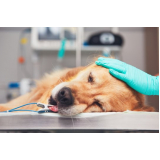 clínica de cirurgia veterinária para cães Pernambués