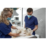 clínica de cirurgia veterinária Calabar