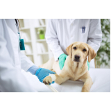 clínica de internação de cachorro Cabula VI