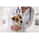 clínica de internação de cachorros Caji Vida Nova