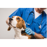 clínica de internação de emergência para cães Caji -vida Nova