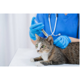 clínica especialista em vacina contra raiva em cachorro Vila Atlântico
