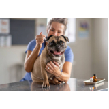 clínica especialista em vacina contra raiva gato Costa Azul