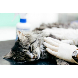 clínica especializada em cirurgia em pequenos animais Retiro