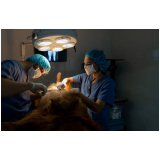 clínica especializada em cirurgia para cachorros de pequeno porte Cabula VI