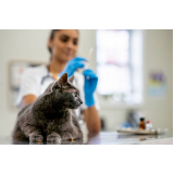clínica especializada em vacina contra raiva gato Aeroporto